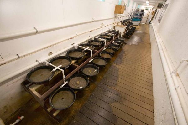 I-click para palawakin ang larawan