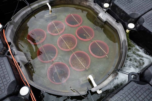 I-click para palawakin ang larawan