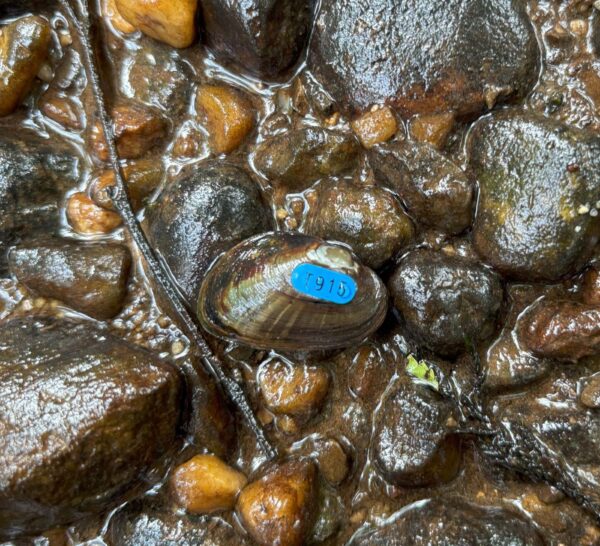 Isang imahe ng Dwarf Wedgemussel