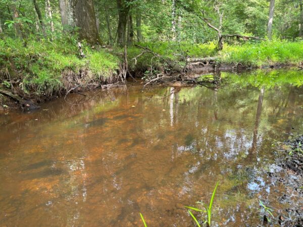 Tipikal na tirahan kung saan maaaring makatagpo ang Dwarf Wedgemussel.
