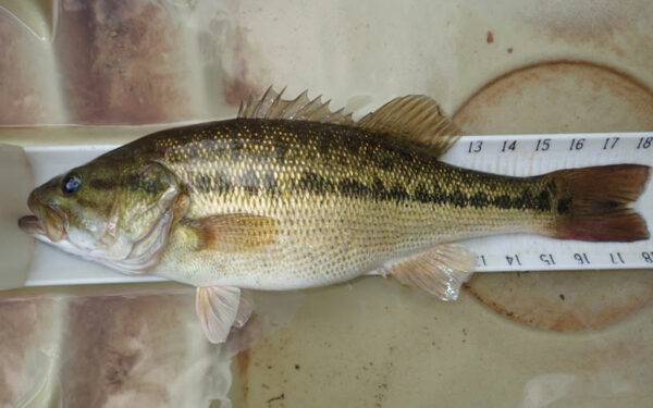 Isang imahe ng Alabama Bass