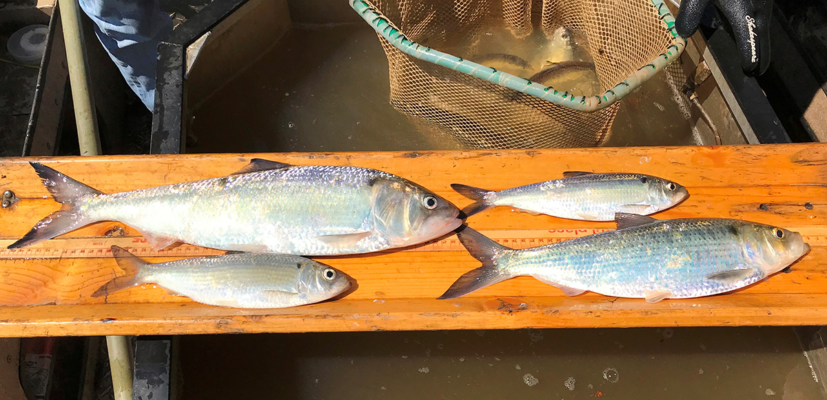 Isang imahe na naglalarawan sa apat na alosines ng ilog ng Rappahannock na may American Shad sa kaliwang tuktok at ang blueback herring sa kanan nito; sa ibaba ng herring ay ang hickory shad at sa kaliwang ibaba ay ang alewife.