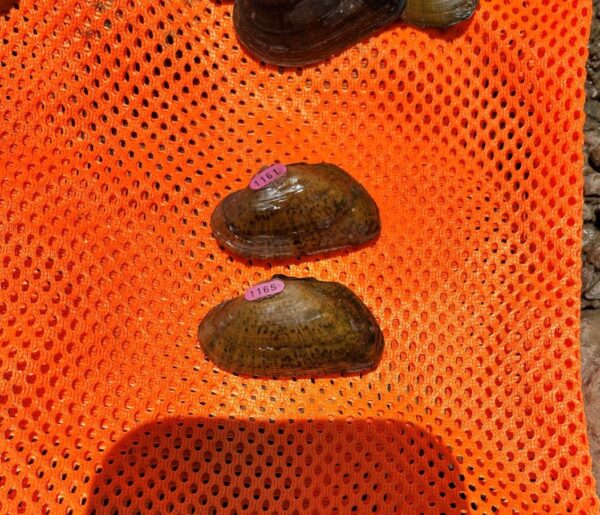 Isang imahe ng Elktoe