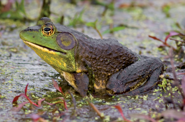 American bullfrog