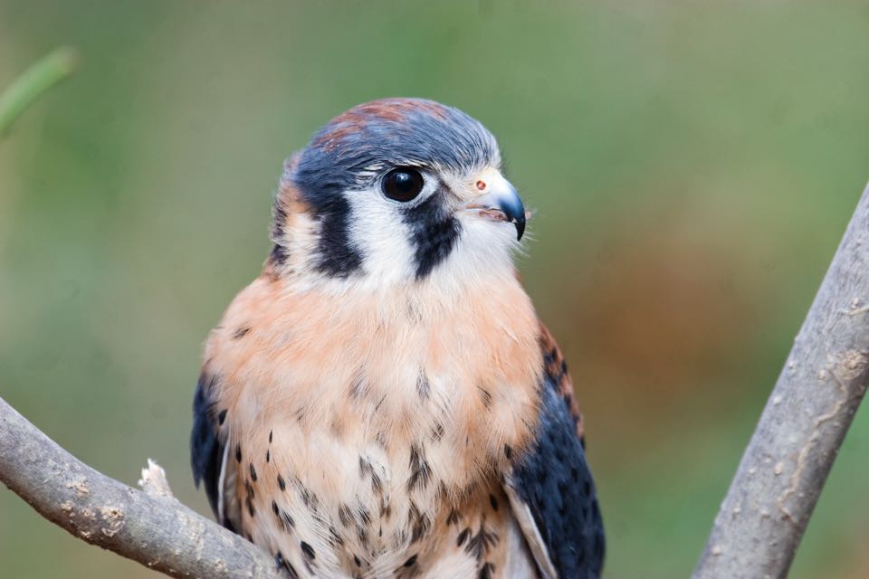 Isang imahe ng isang American Kestrel sa isang puno