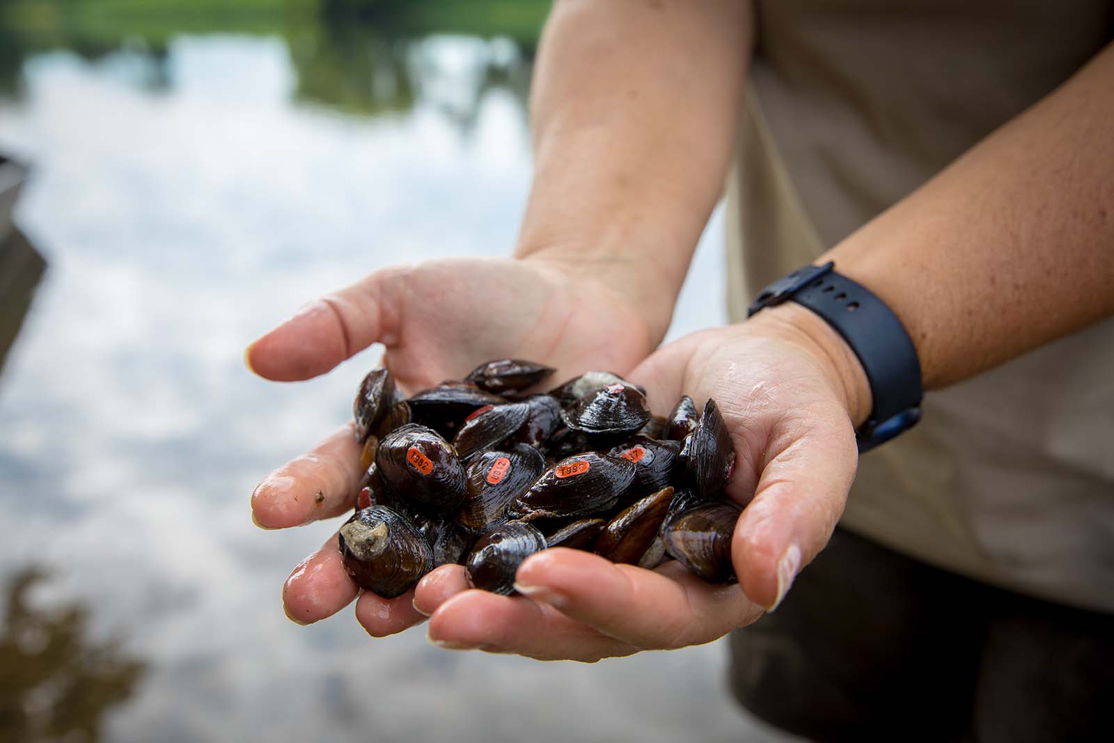 Mga kamay na may hawak na tag na freshwater mussels