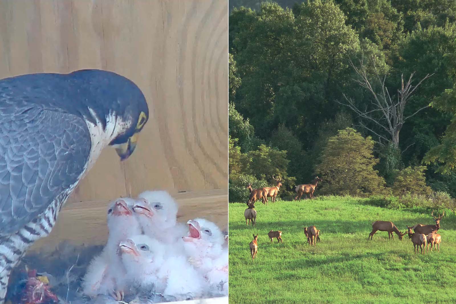 Isang falcon parent na nagpapakain sa mga sisiw nito; isang grupo ng elk na nakatayo sa isang bukid