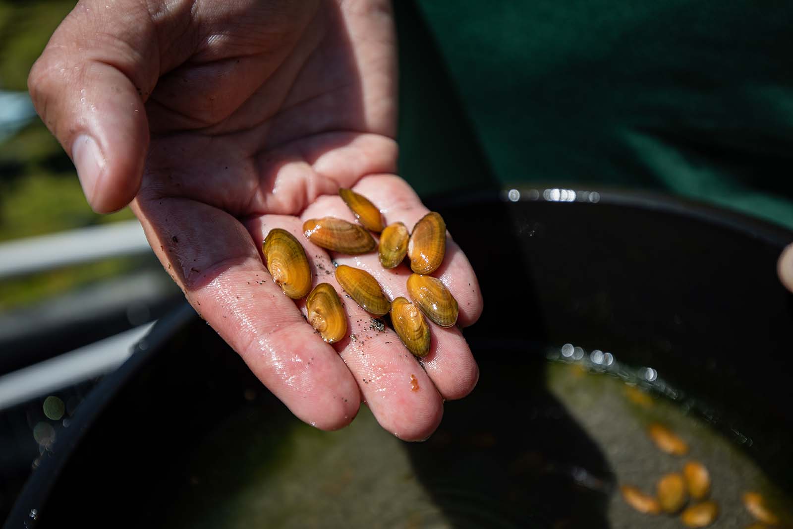 Isang kamay na may hawak na ilang brown na tahong