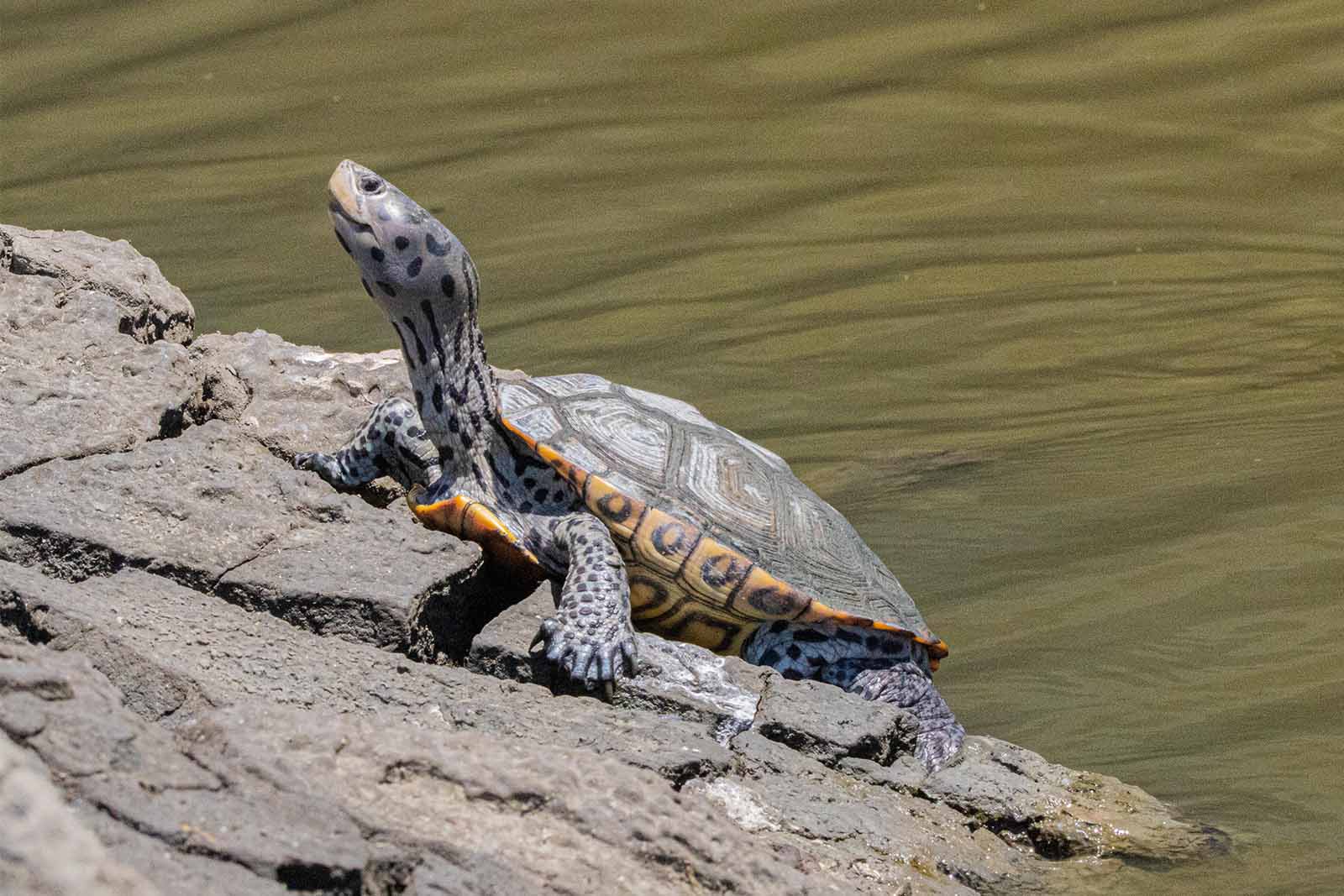 Isang diamondback terrapin na nagpapaaraw sa isang bato