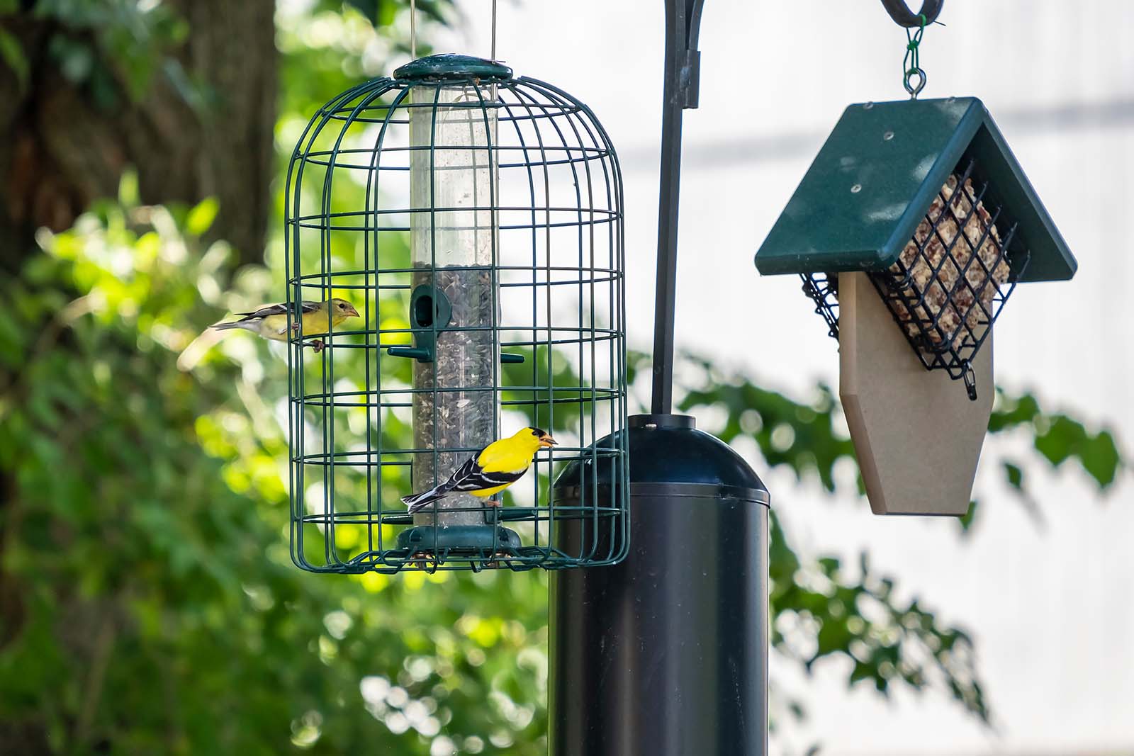 Isang bird feeder na may dalawang dilaw at itim na ibon na dumapo