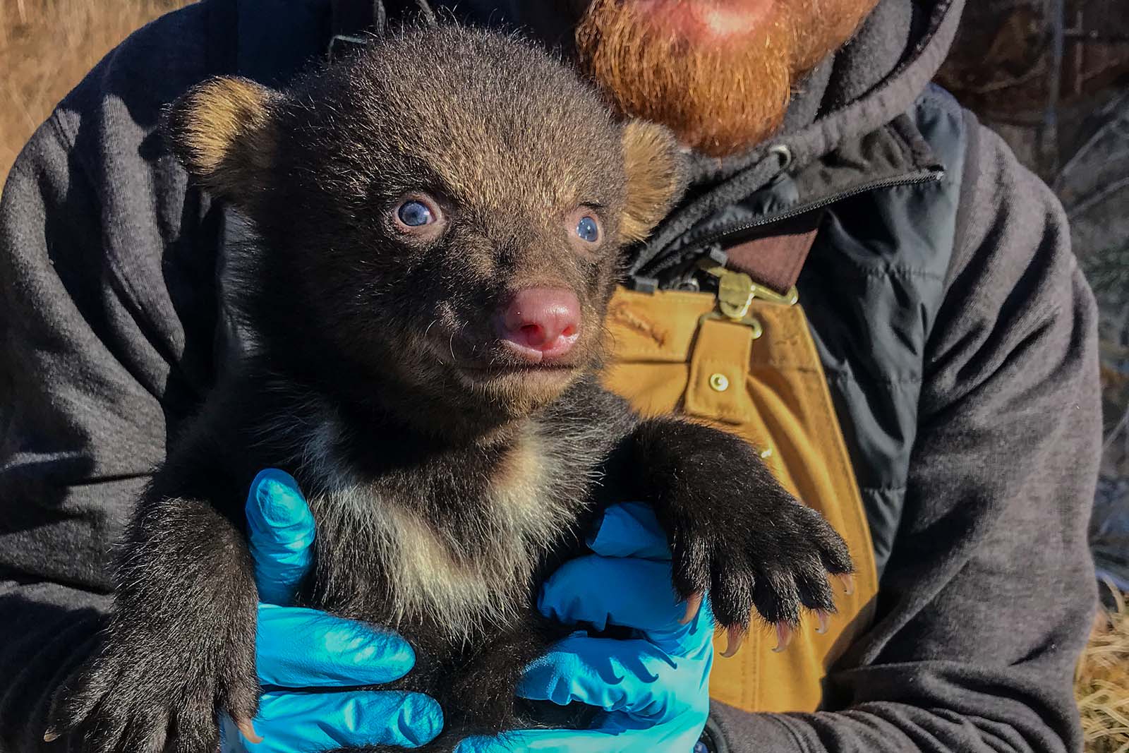 Isang biologist na may hawak na anak ng oso