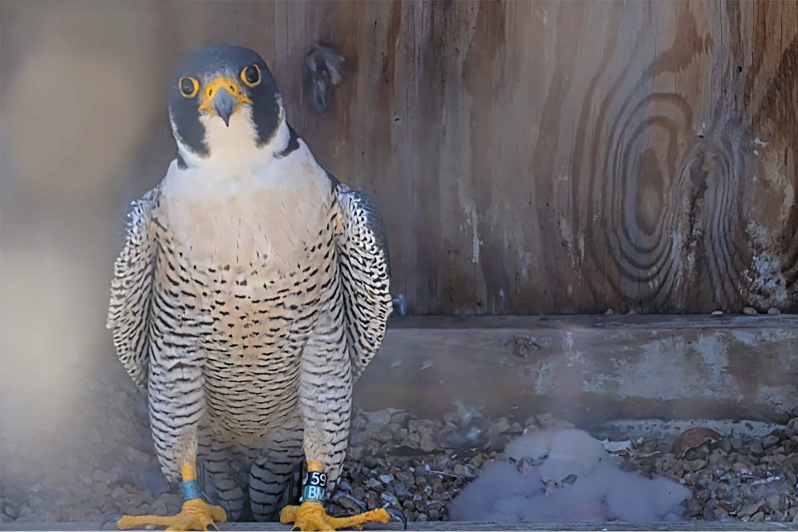 Isang banded peregrine falcon ang nakaupo sa gilid ng isang nesting box