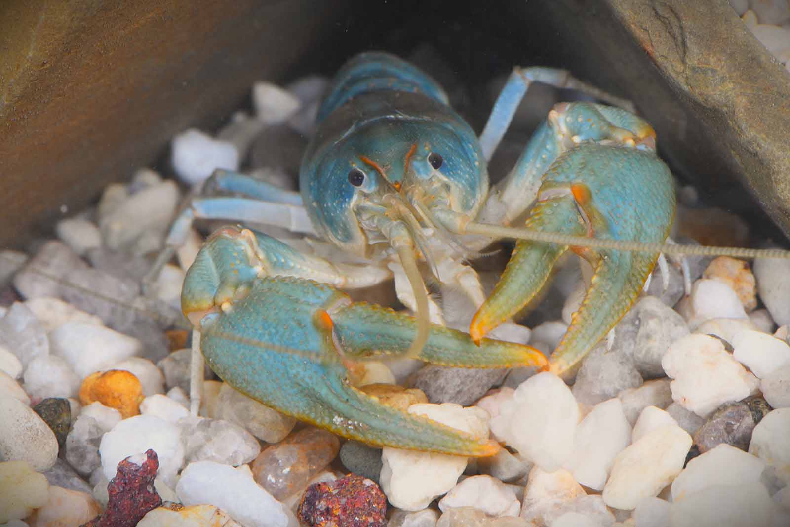 Malaking Sandy Crayfish Propagated
