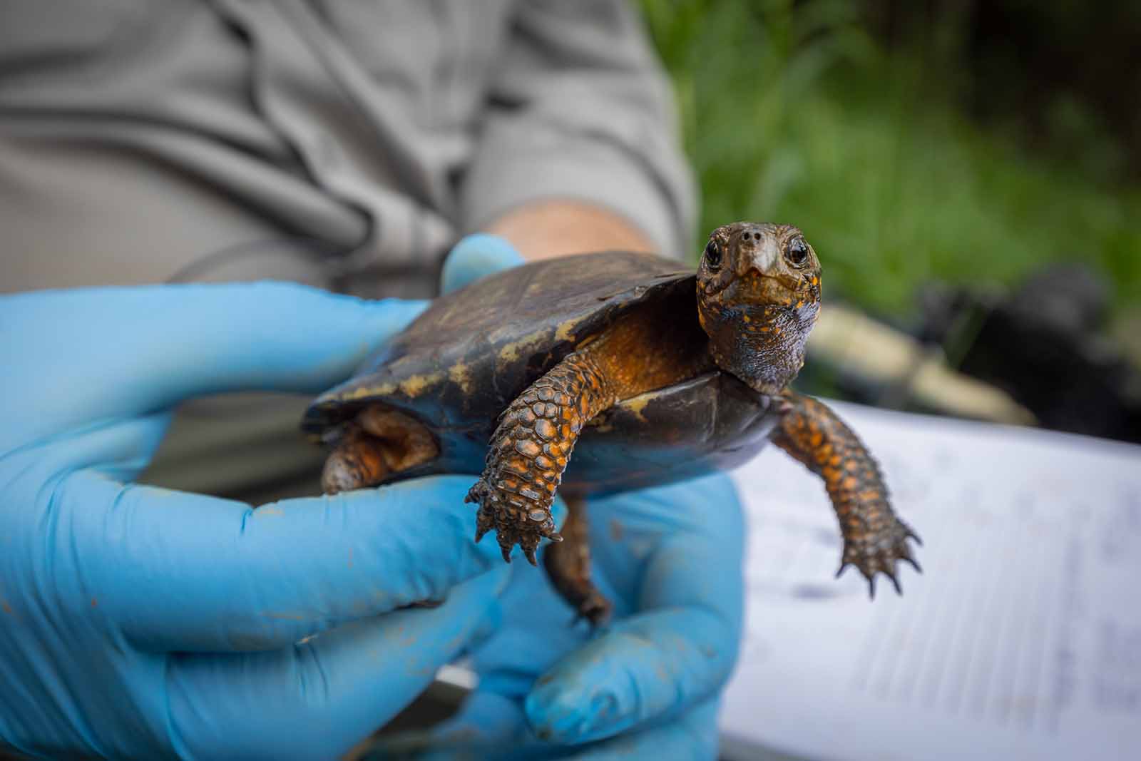 Pagpapalawak ng Kaalaman sa Pamamahagi ng Bog Turtle