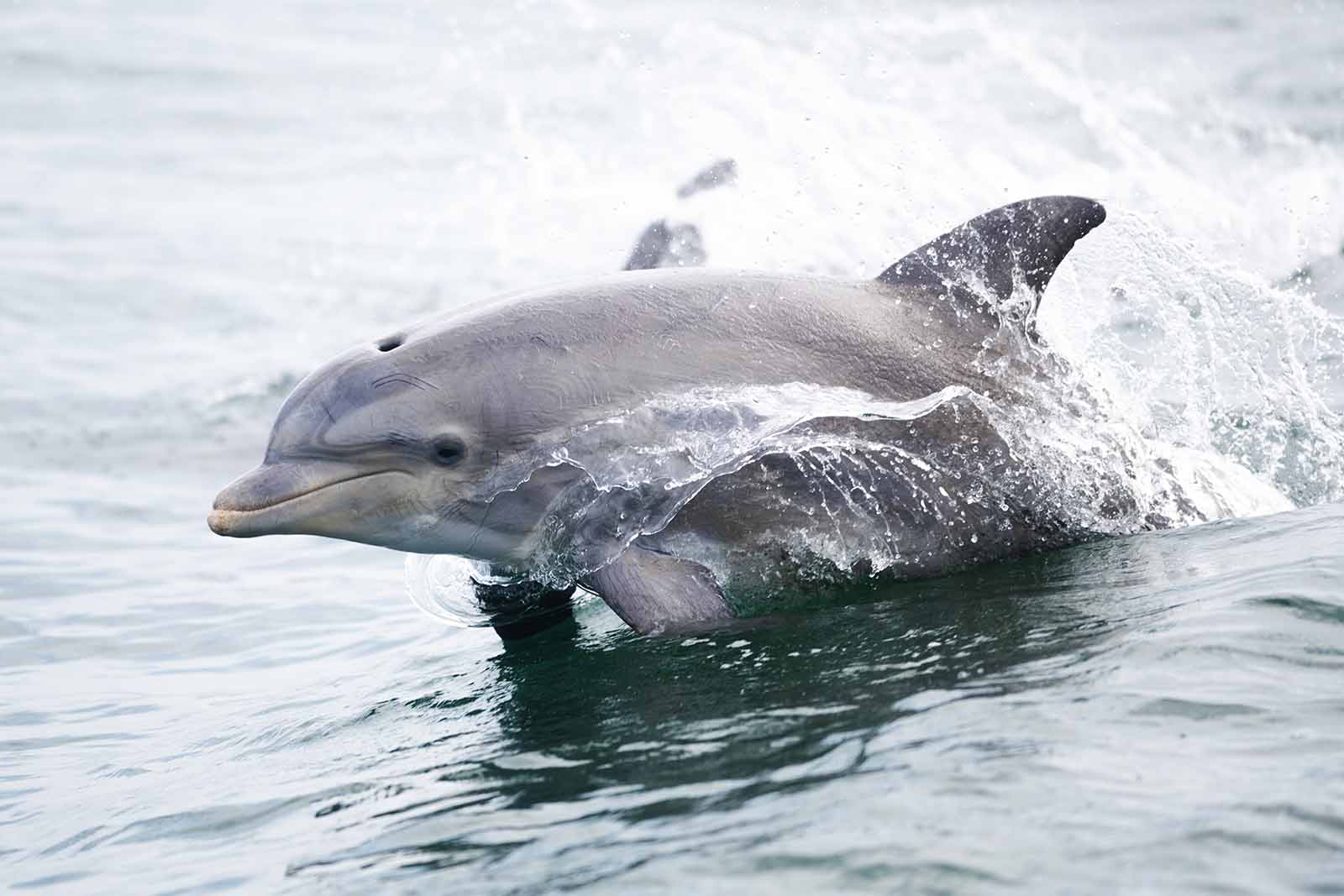 Mga Plano sa Konserbasyon ng Pawikan at Mammal sa Dagat na Nabuo