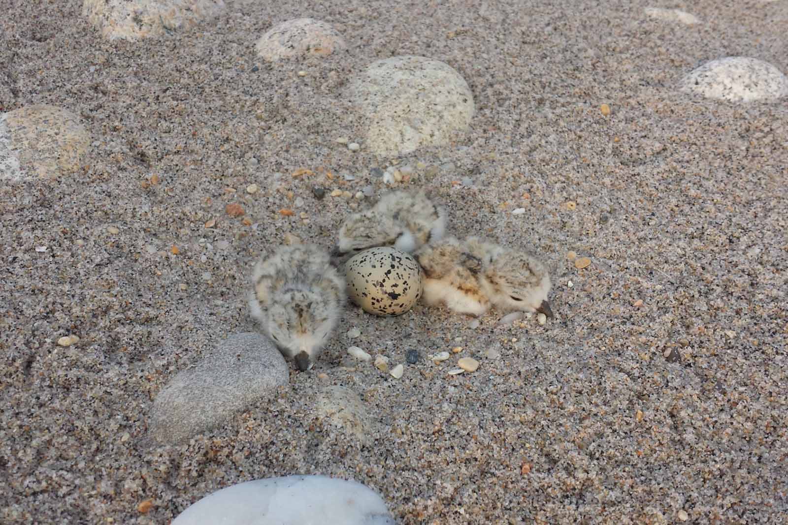 Pag-aayos ng Mga Paraan para sa Piping Plover