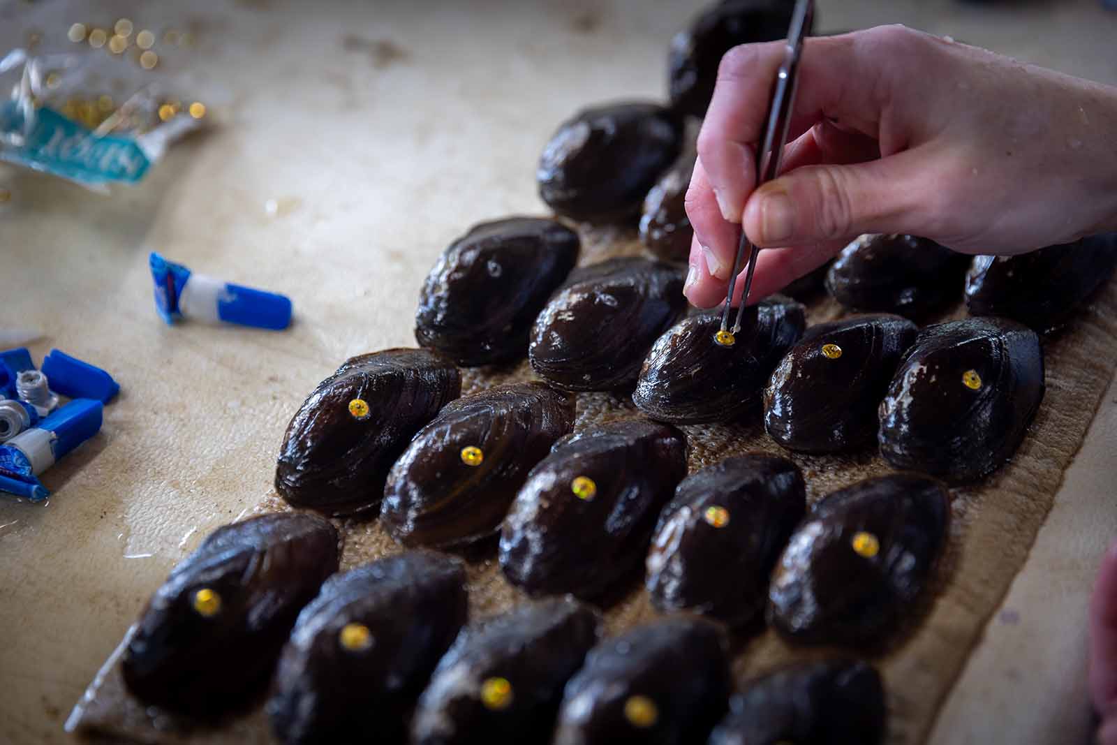 Pagpapalaganap at Paglabas ng Mussel