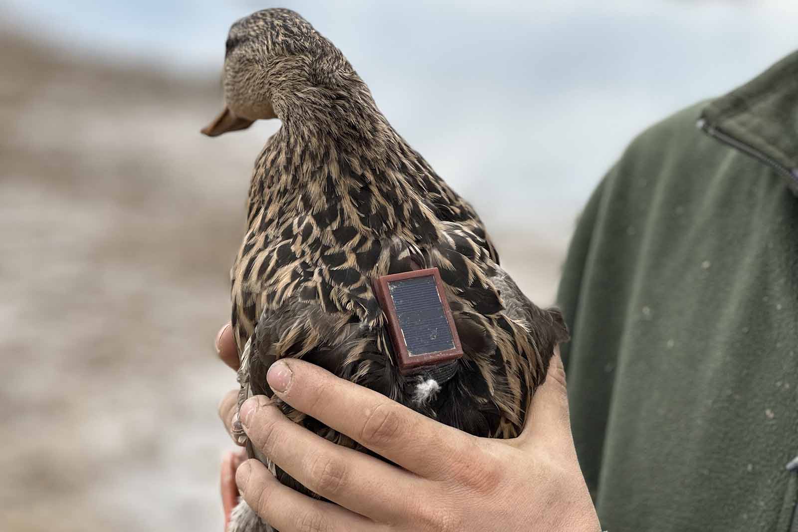 Pag-aaral ng Waterfowl Migration
