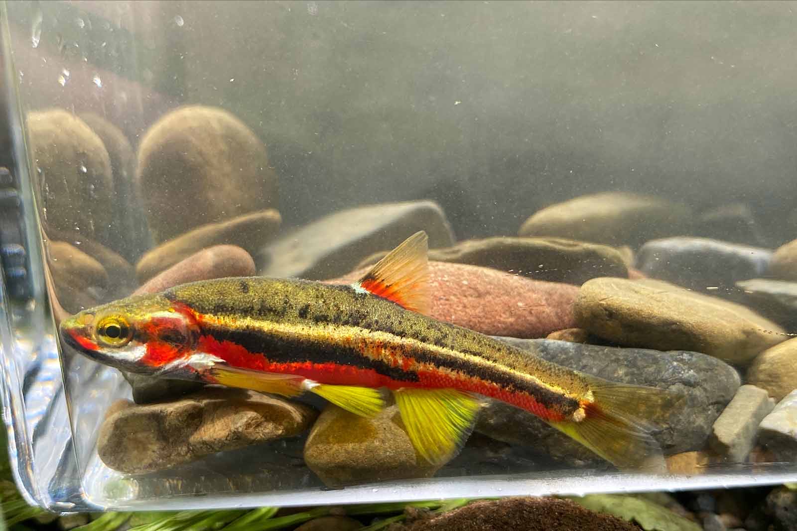 Natagpuan ang Tennessee Dace