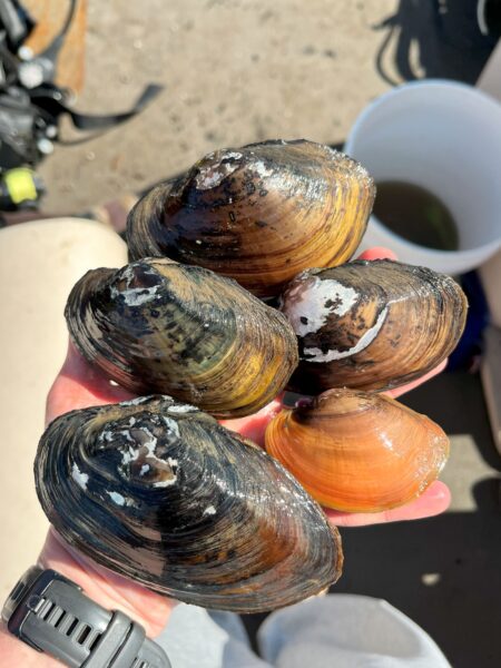 Isang imahe ng Tidewater Mucket