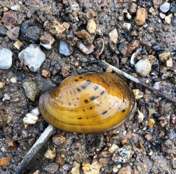 Isang imahe ng Pheasantshell