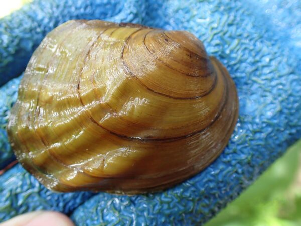 Isang imahe ng Threeridge