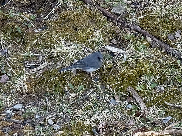 Ang Junco sparrow ay isang karaniwang tanawin sa Grayson highlands state park