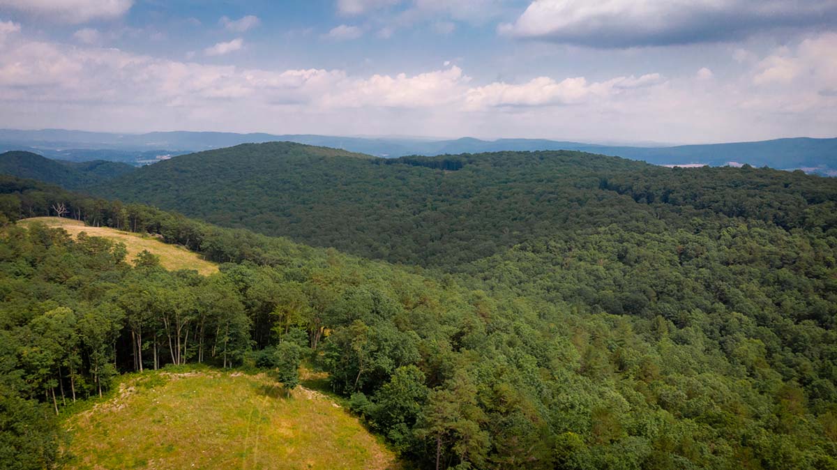 Ang Big Survey WMA ay may maraming kagubatan na lupa para sa pangangaso