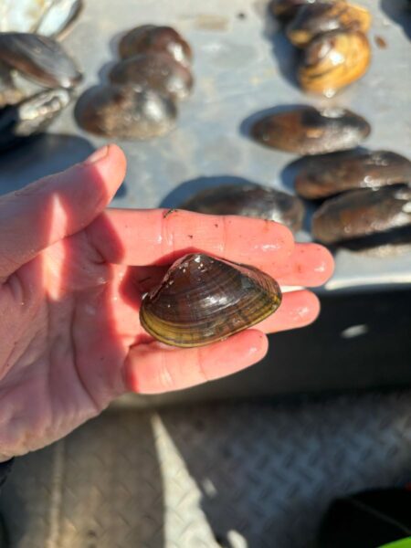 Isang imahe ng Triangle Floater