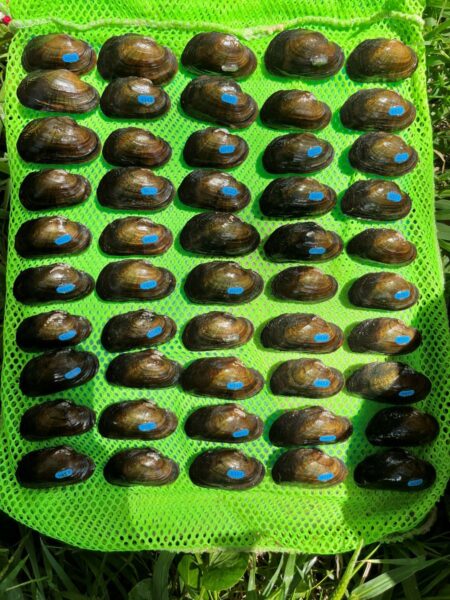 Ang Brook Floater ay pinakawalan noong 2024 at muling nahuli noong 2025. Larawan ni ©Kayla Howard - DWR