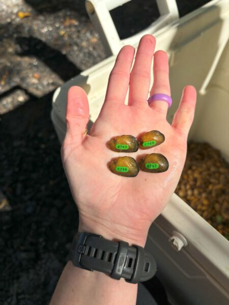 Isang imahe ng Brook Floater