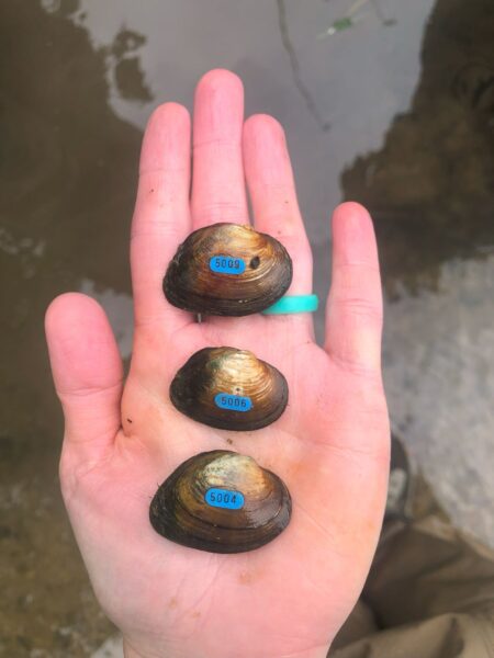 Isang imahe ng Slippershell Mussel