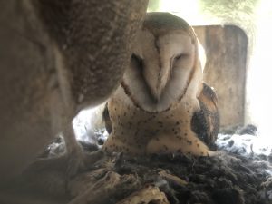 Isang imahe ng dalawang barn owl sa isang nest box