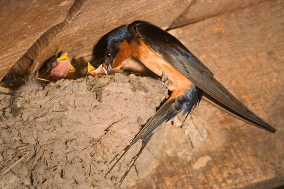 Barn Swallow Feeding Nestlings 