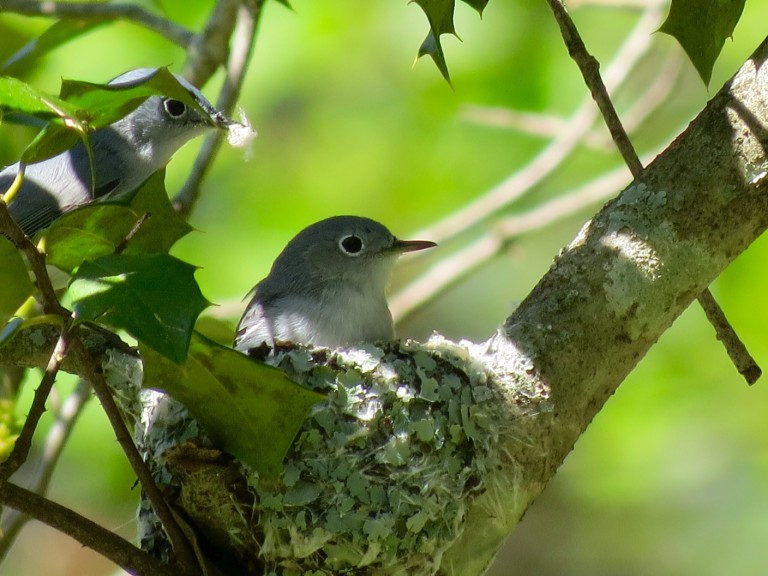 Isang imahe ng dalawang asul na gray na gnatcatcher na nakaupo sa isang lichen at fiber nest