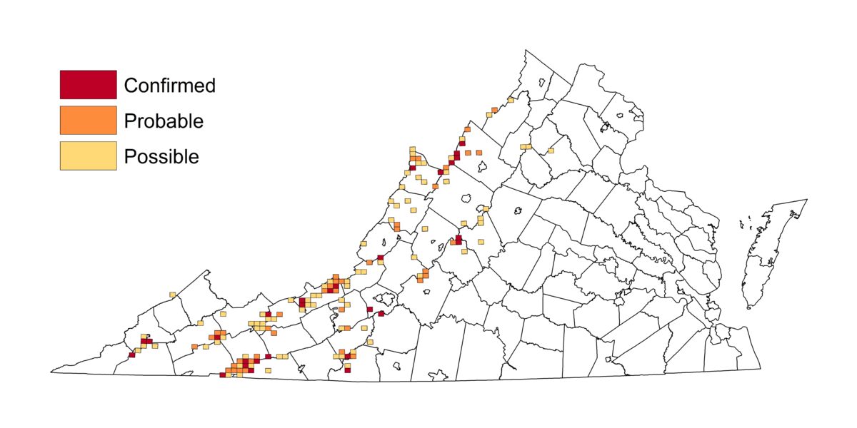 Isang mapa na nagpapakita kung saan nakita ang black throated blue warbler; ang mga nakikita sa mapa ay nakahanay sa hanay ng bundok ng Appalachian.