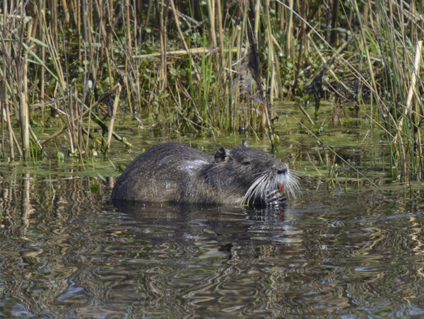 Isang close-up ng isang nutria na lumalangoy sa isang tahimik na anyong tubig, na napapalibutan ng matataas na damo at tambo. Ang nutria ay may makapal, maitim na kayumangging fur coat at kitang-kitang mga balbas, na ang mga mata nito ay bahagyang nasa ibabaw ng tubig.