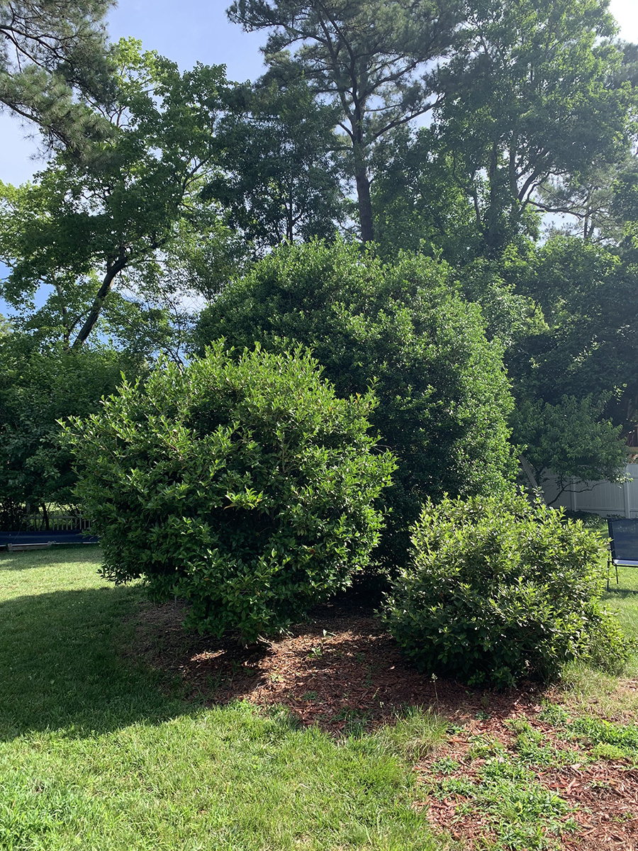 Isang imahe ng mga palumpong sa isang suburban lawn