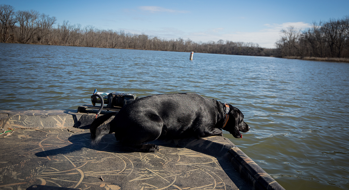 K9 Bailey sa panahon ng pagsasanay para sa gawaing pagtuklas ng labi ng tao.