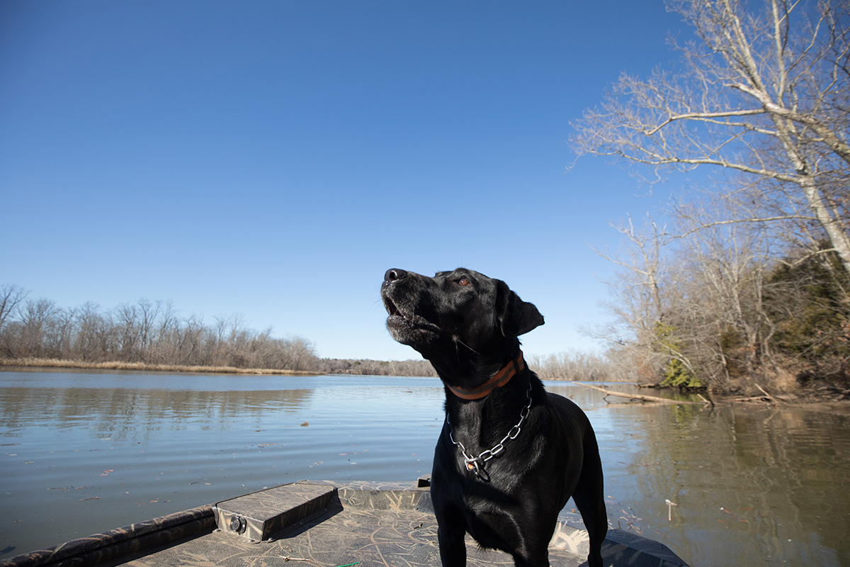 K9 Bailey na nakatayo sa isang pantalan; paalam Bailey, have a happy retirement