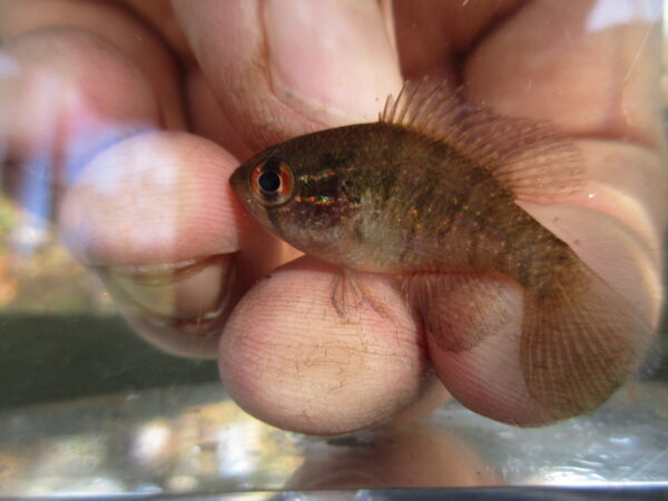 Isang juvenile Banded Sunfish sa isang observation tank. © Larawan ni Tim Aldridge