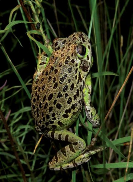 Larawan ng isang brown barking treefrog