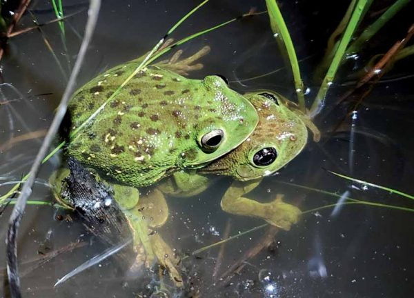 Isang imahe ng Barking Treefrog