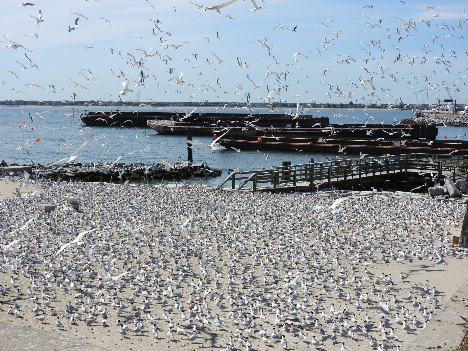 Aerial view ng nesting royal tern colony sa Ft. Lana.