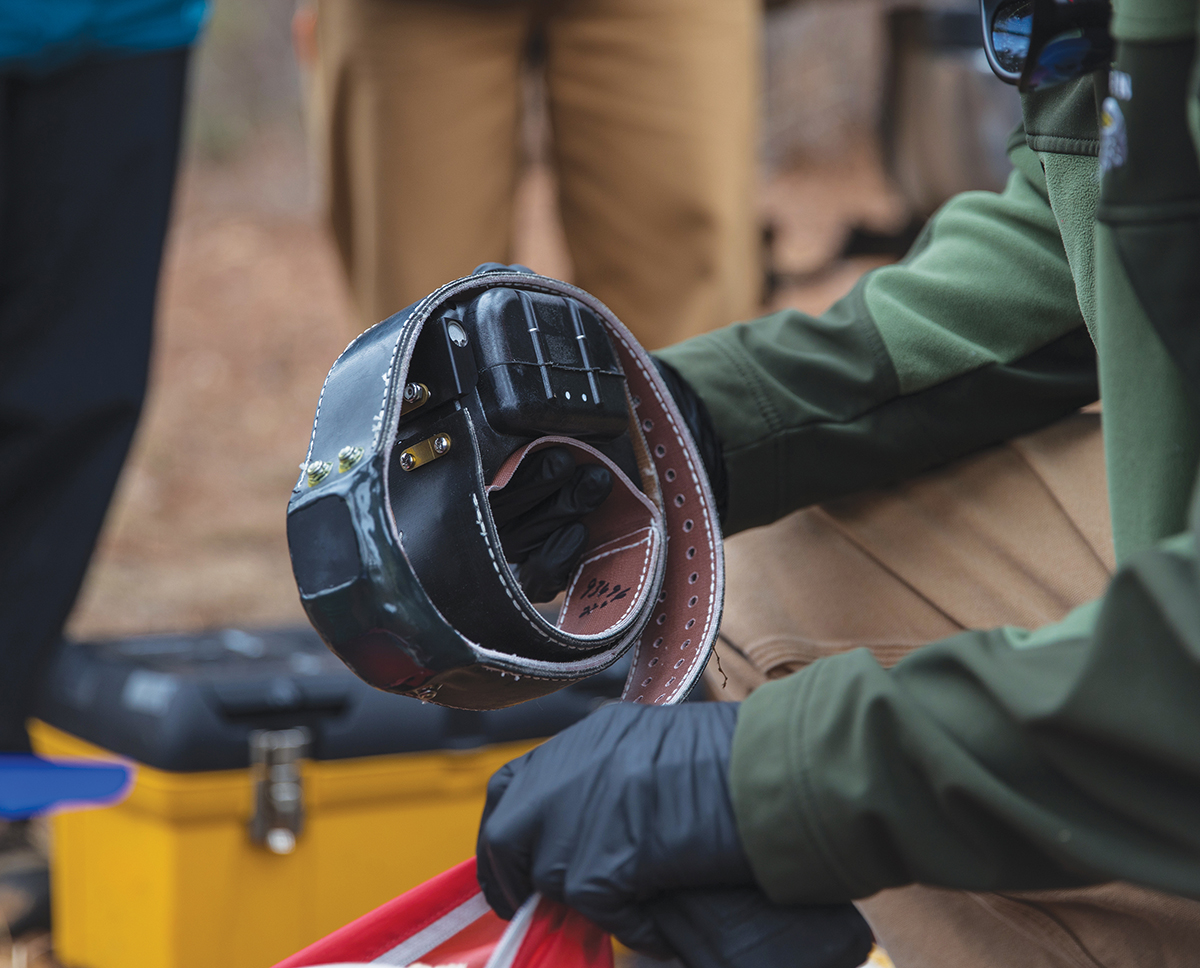 Isa sa mga kwelyo ng GPS.