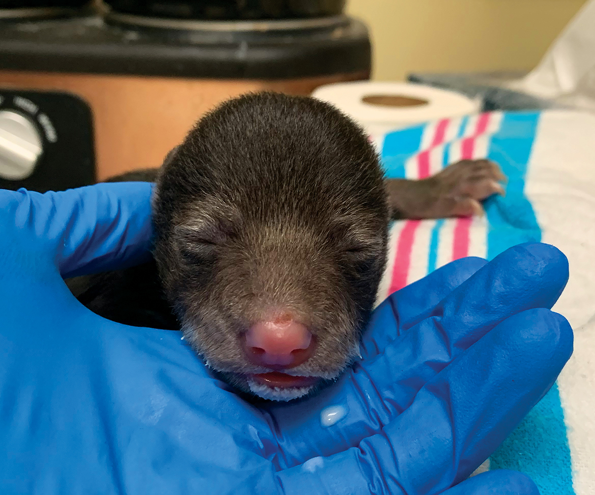 Ang maliliit na anak ng oso na ito ay dinala sa The Wildlife Center of Virginia matapos itong iuwi ng isang aso ng pamilya sa mga nagulat na may-ari.
