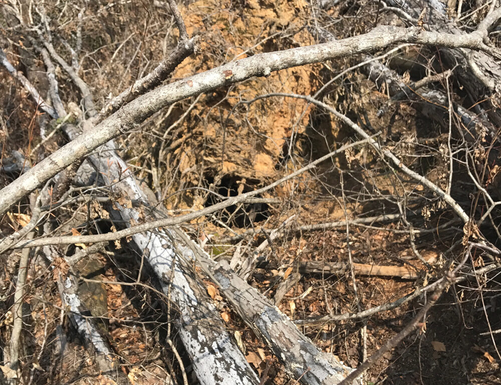 Isang imahe ng isang butas sa lupa na natatakpan ng mga labi ng bagyo na naglalaman ng isang lungga ng itim na oso