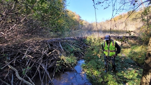 Isang biologist na nakatayo sa kanan sa isang latian na may beaver damn sa kaliwa.