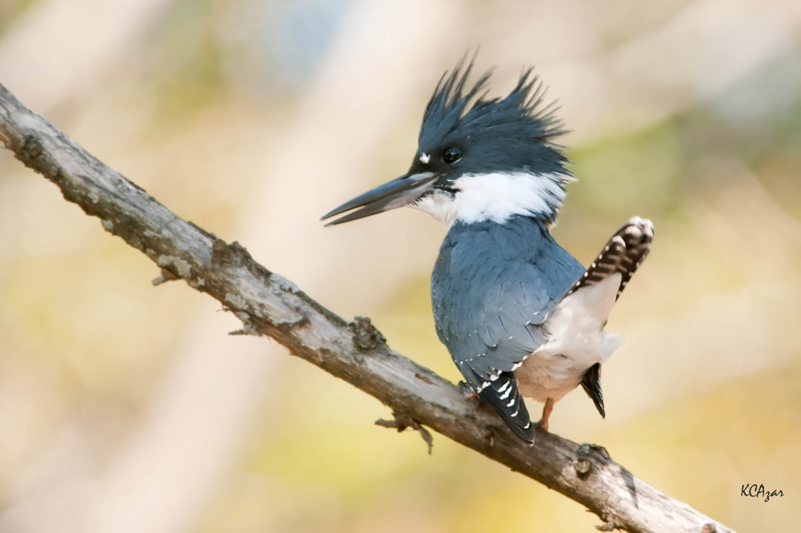 Isang Belted Kingfisher, isang asul at puting ibon, na dumapo sa isang stick.