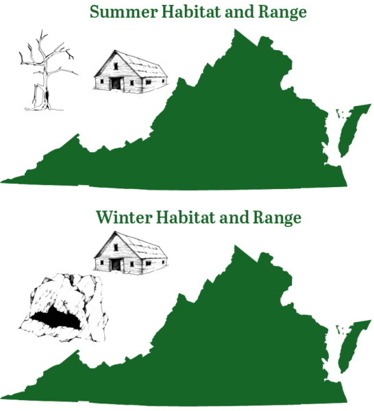 Malaking brown na paniki sa taglamig at tag-araw